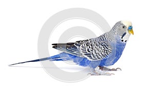 Blue budgie isolated on white background. Budgerigars bird or wavy parrot.