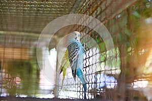 Blue budgie parrot pet bird or budgerigar parakeet common in the cage bird farm
