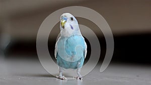 Blue budgie parrot runs on the floor