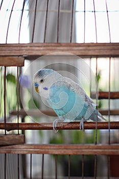 Blue budgie parrot sitting in a cage