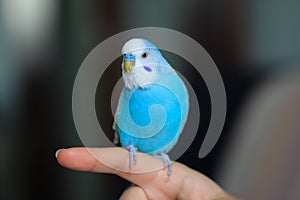 Blue budgie parrot sitting on the finger