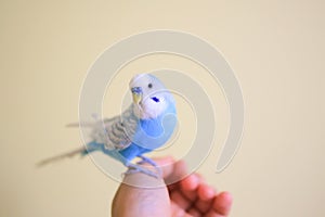 Blue budgie parrot sitting on the finger