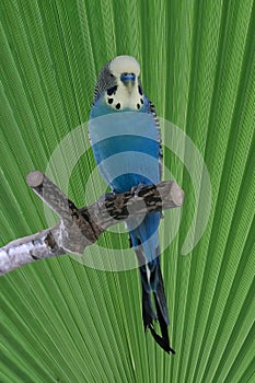 Blue budgie on perch