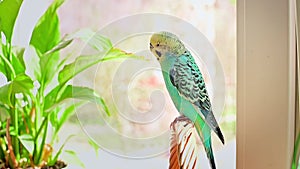 A blue budgie sits on a braided branch and talks. Ornithology. Veterinary medicine. Care and treatment of pets. Birds