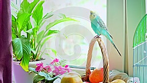 A blue budgie sits on a braided branch and talks. Ornithology. Veterinary medicine. Care and treatment of pets. Birds