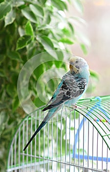 A blue budgie sits on a cage. Close-up. Soft focus. Veterinary medicine. Treatment of birds and animals. Pets. copy space