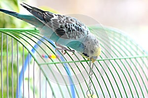 A blue budgie sits on a cage. Close-up. Soft focus. Veterinary medicine. Treatment of birds and animals. Pets. copy space