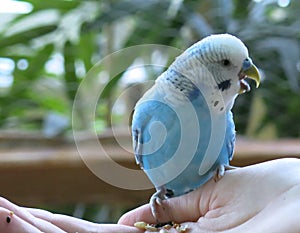 A blue budgie sits on his arm