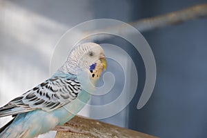 A blue budgie sits on a perch in an aviary