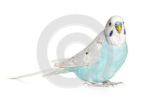 Blue budgie on a white background