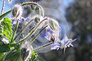 Blue buds and flowers of borage in spring. Macro photography of borage