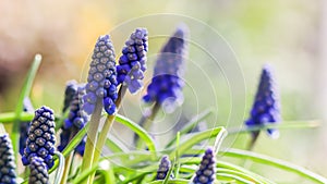 Blue buds flowers Muscari armeniacum or Grape Hyacinth