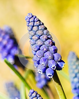 Blue buds flowers Muscari armeniacum or Grape Hyacinth