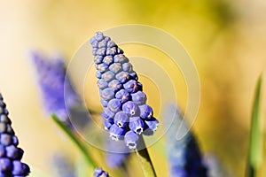 Blue buds flowers Muscari armeniacum or Grape Hyacinth