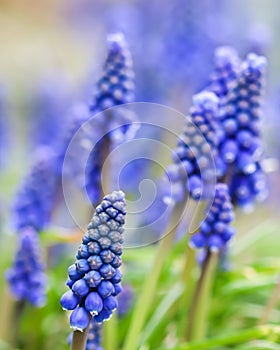 Blue buds flowers Muscari armeniacum or Grape Hyacinth