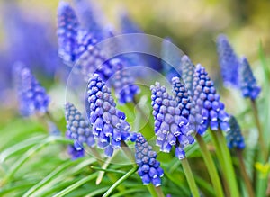 Blue buds flowers Muscari armeniacum or Grape Hyacinth