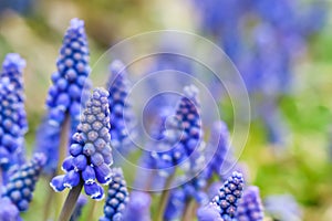 Blue buds flowers Muscari armeniacum or Grape Hyacinth