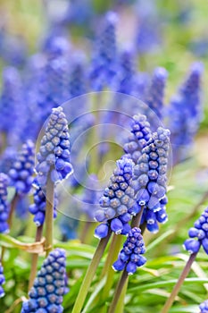 Blue buds flowers Muscari armeniacum or Grape Hyacinth