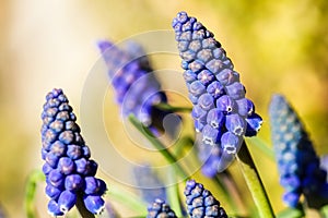 Blue buds flowers Muscari armeniacum or Grape Hyacinth