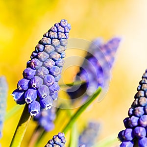 Blue buds flowers Muscari armeniacum or Grape Hyacinth