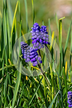 Blue buds flowers Muscari armeniacum or Grape Hyacinth. Viper bow