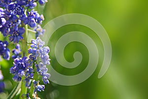 Blue buds flowers Muscari armeniacum or Grape Hyacinth. Viper bow. Muscle Hyacinth bloomed in early spring with the first warm