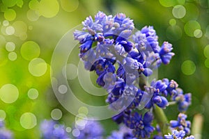 Blue buds flowers Muscari armeniacum or Grape Hyacinth. Viper bow. Muscle Hyacinth bloomed in early spring with the first warm