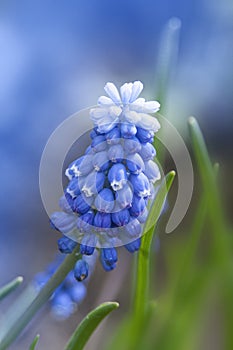 Blue buds flowers Muscari armeniacum or Grape Hyacinth. Viper bow. Muscle Hyacinth bloomed in early spring with the first warm