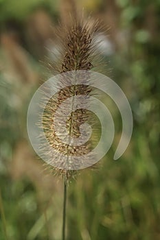 Blue Buffel Grass