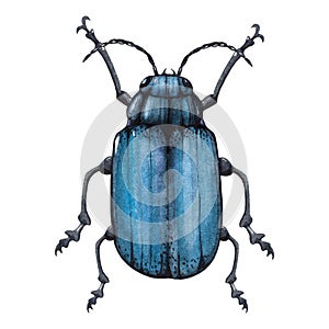 Blue bug watercolor illustration isolated