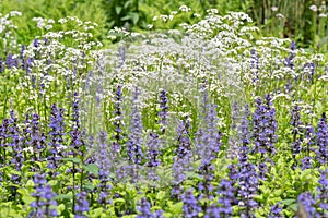 Blue bugle Ajuga reptans, blue flowering plants in meadow