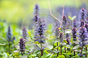 Blue bugle Ajuga reptans, blue flowering plants in the morning