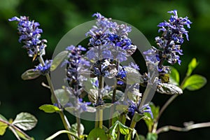 Blue bugle Ajuga reptans