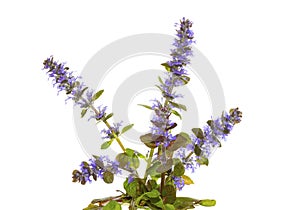 Blue bugle herb, or Ajuga reptans, flowers photo