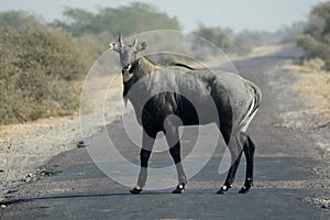 BLUE BULL OR BLUE COW OR NILGAI BIKANER