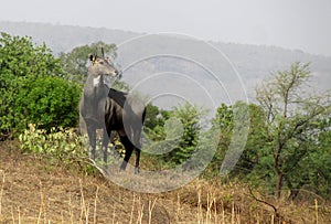 Blue bull, the largest Asian antelope