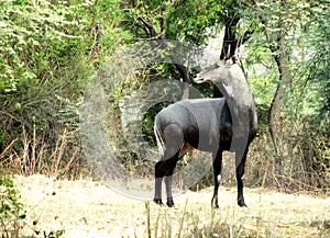 Blue bull, the largest Asian antelope