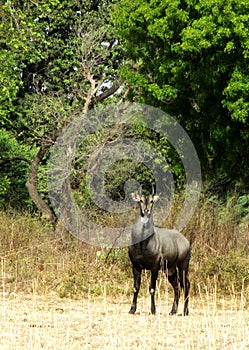 Blue bull, the largest Asian antelope