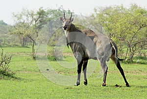 A Blue Bull, or Nilgai Antelope, doing his Business!