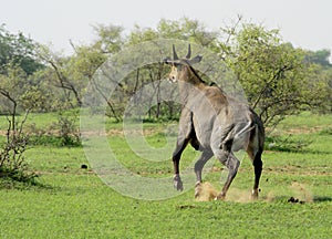 A Blue Bull, or Nilgai Antelope, running away photo