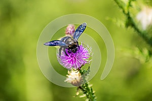 A blue bumblebee on a flower background