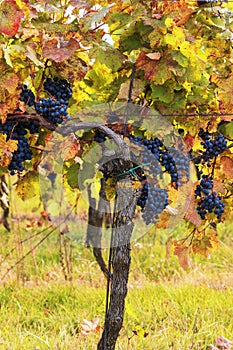 Blue bunches of grapes hanging in a vineyard in the setting sun. The wine is ripe for harvest photo