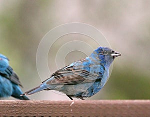 Blue Bunting Cyanocompsa parellina