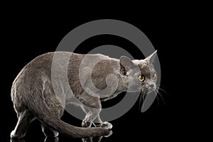 Blue Burmese Kitten on Isolated black background