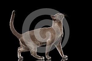 Blue Burmese Kitten on Isolated black background