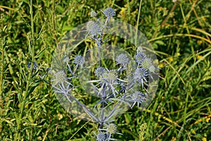 Blue bush of wild thorny burdock in green vegetation