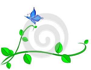 Blue Buttarfly on plant