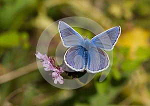 Blue butterflies - Common Blue (Polyomathus icarus)