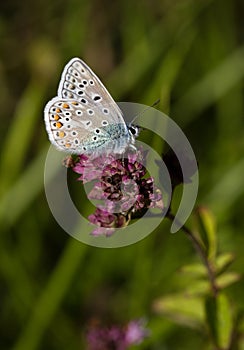 Blue butterflies - Common Blue (Polyomathus icarus) photo