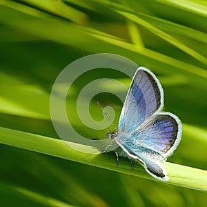 Azul mariposas 